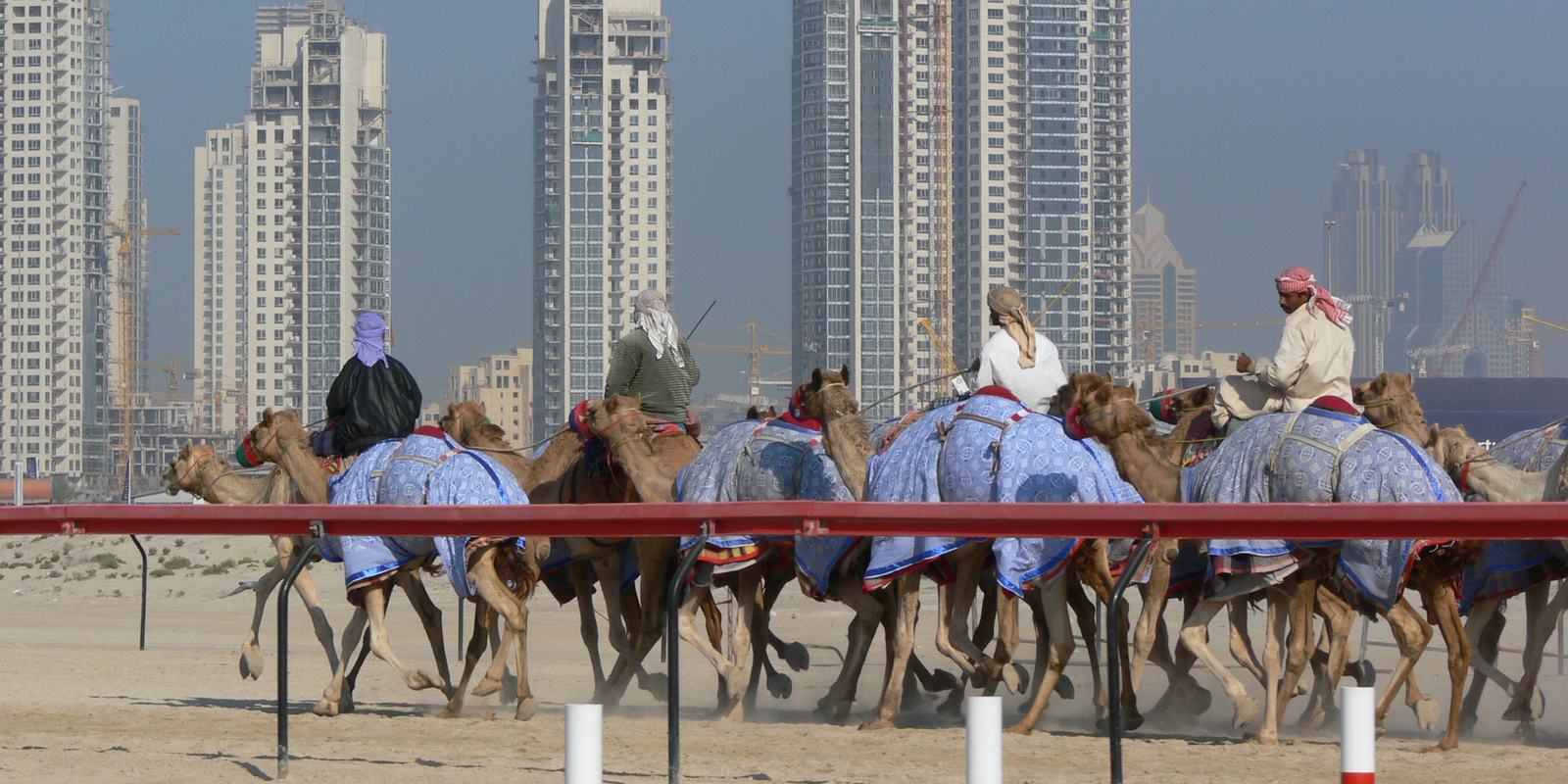 camel race