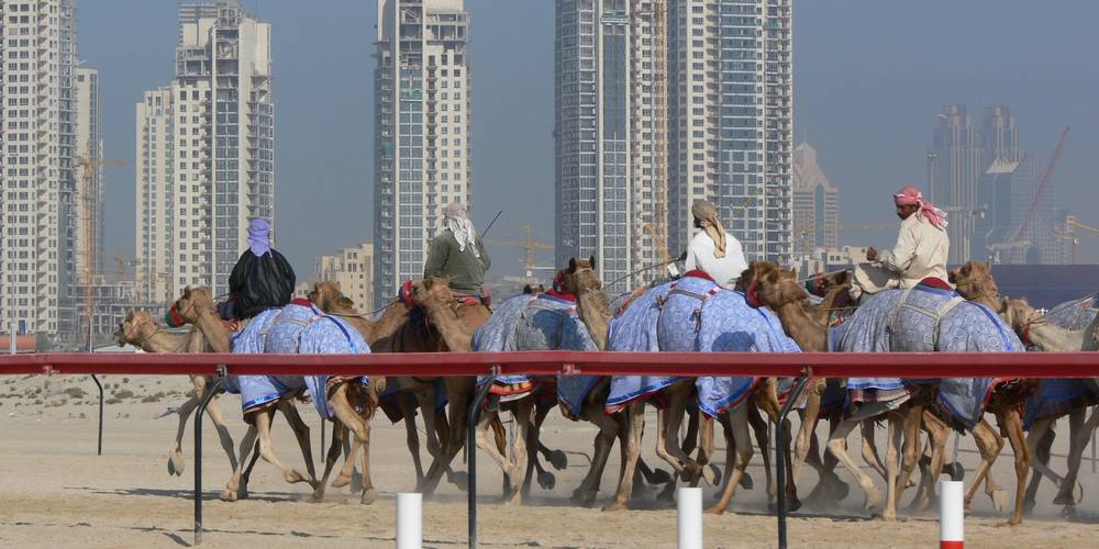 camel race — Dubai camel race