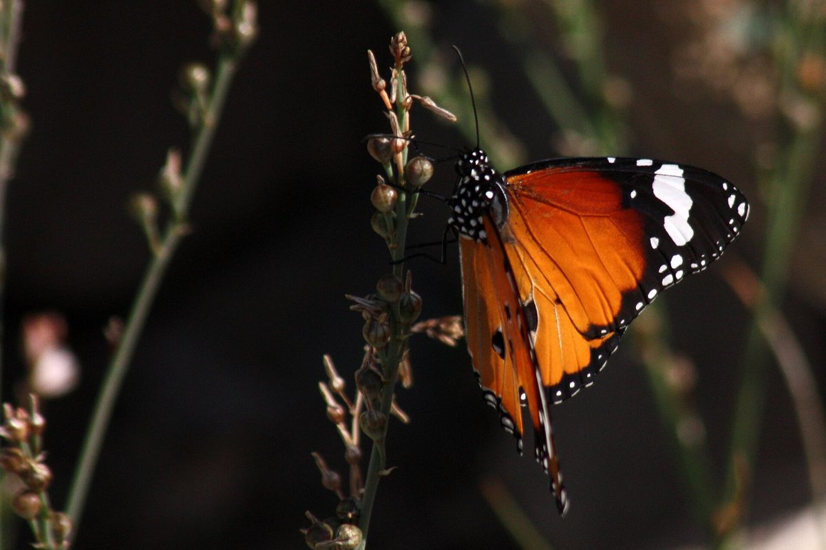 Musandam Peninsula — African monarch (danaus chrysippus).jpg