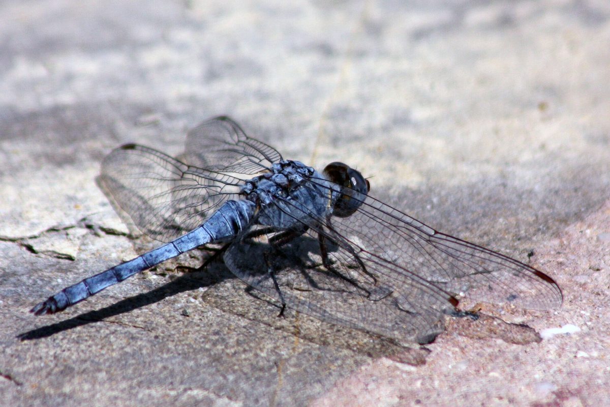Musandam Peninsula — Blue basker dragonfly (Urothemis edwardsii) Oman.jpg